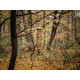Feeder Strend Pro, for birds, 7x44cm, 430ml, plastic Feeder Strend Pro, for birds, 7x44cm, 430ml, plastic