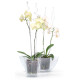 Bar for orchide COUBI ISTC01, 60 cm, transparent Bar for orchide COUBI ISTC01, 60 cm, transparent