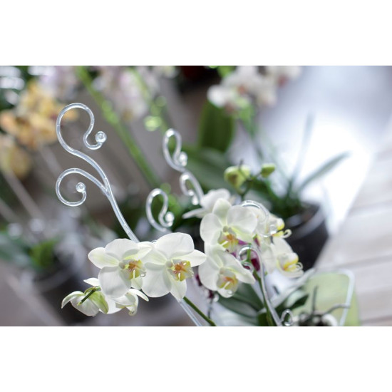Bar for orchide COUBI ISTC01, 60 cm, transparent Bar for orchide COUBI ISTC01, 60 cm, transparent