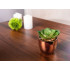Succulent MagicHome, 10 cm, pot -cement, gold