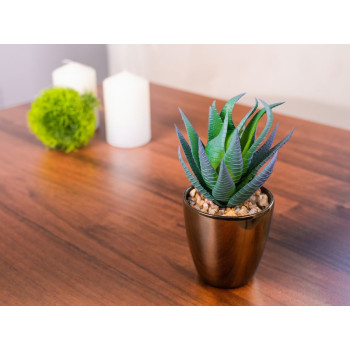 Succulent MagicHome, 17 cm, pot - plastic, gold