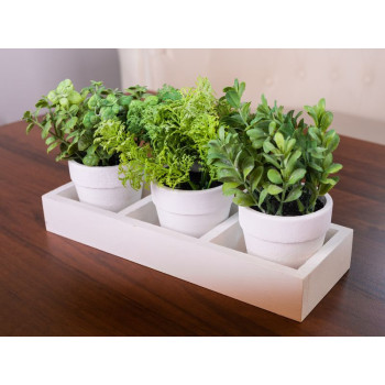 Succulent mix herbs MagicHome, 18 cm, pot - paper, 3pcs