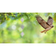 Bird scarer Strend Pro, spiral, reflective, with bell, 50 cm Bird scarer Strend Pro, spiral, reflective, with bell, 50 cm
